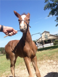 Picture of foal