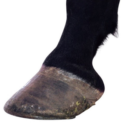 Before image of hoof